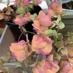 Origanum scabrum Flower