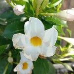 Mandevilla boliviensis Blomma