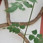 Jasminum grandiflorum Hoja