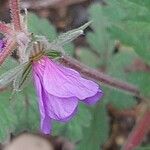 Erodium botrys Žiedas