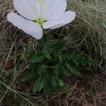 Oenothera tetraptera 花