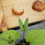 Ipomoea hederifolia Blatt