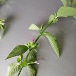 Dicliptera verticillata Flower