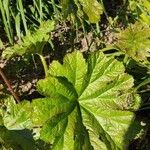 Darmera peltata Feuille