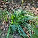 Scirpus sylvaticusFrunză