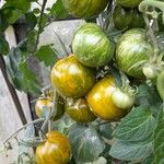 Solanum lycopersicum Плод