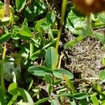Trifolium badium Yaprak