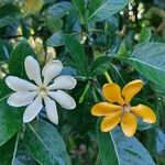 Gardenia carinata Fiore