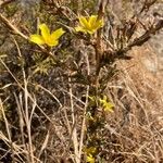 Lactuca viminea Habitat