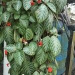 Episcia cupreata葉