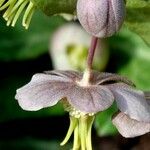Helleborus lividus 花