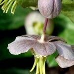 Helleborus lividus Flower