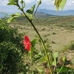 Hibiscus aponeurus Blomst