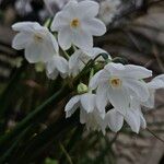 Narcissus papyraceus 花