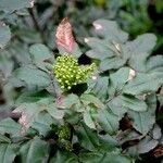 Berberis repens Hábito