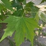 Platanus orientalis Leaf