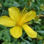 Hypericum reptans Kvet