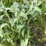 Stachys cretica Blad