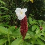 Hellenia speciosa Blüte
