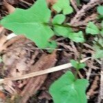 Mycelis muralis Feuille