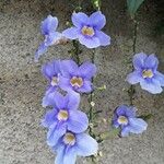 Thunbergia grandifloraBlodyn