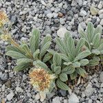 Phacelia hastata Hábitos