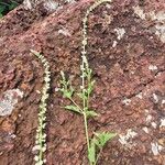 Celosia anthelminthica Kvet