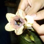 Markea longiflora Flor