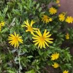 Euryops chrysanthemoides Floro