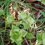 Silene baccifera Fruto