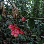 Chrysochlamys nicaraguensis 果實