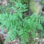 Dryopteris aemula Habitat