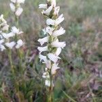 Spiranthes cernua Flower