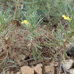 Ajuga chamaepitys List