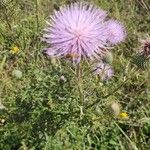 Cirsium discolor ফুল