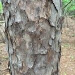 Pinus echinata Corteza