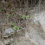 Galium rotundifolium Συνήθη χαρακτηριστικά