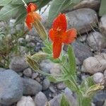 Mimulus cardinalis Flor