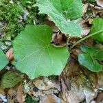 Tussilago farfaraFolla