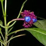 Psychotria guapilensis Fiore