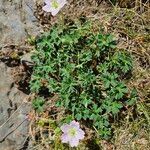 Geranium cinereum आदत