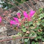 Pelargonium endlicherianum Fleur