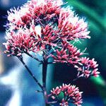 Eupatorium purpureum Blüte
