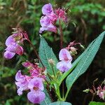 Impatiens glanduliferaFlors