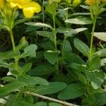 Oenothera pilosella Leaf