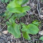 Arisarum vulgare葉