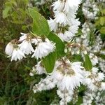 Deutzia gracilis 花