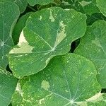 Tropaeolum majus Leaf