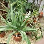 Merwilla plumbea Habit