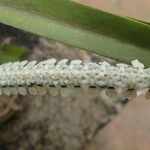 Listrostachys pertusa Kukka